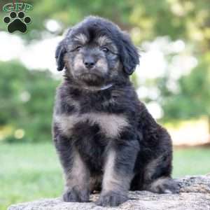 Roscoe, Mini Goldendoodle Puppy